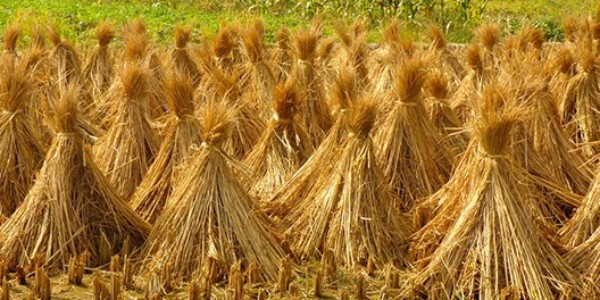 秸稈打包機有什么用？秸稈打包機工作原理詳細介紹