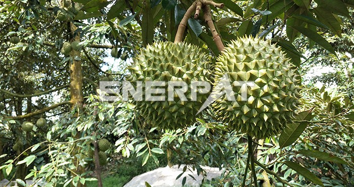 果蔬垃圾破碎機(jī)